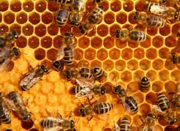Lubang tempat menyimpan polen sama dengan lubang untuk madu.(red)