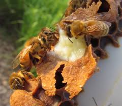 Royal jelly disebut juga susu lebah, disimpan di salah satu lubang sarang lebah yang ukurannya lebih besar dari yang lain.(red)