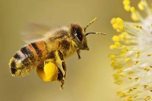 Lebah pekerja sedang mengumpulkan polen atau serbuk sari di kaki belakangnya.(red)